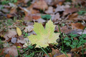 Ahornblatt liegt auf einer Wiese mit Laub im Herbst