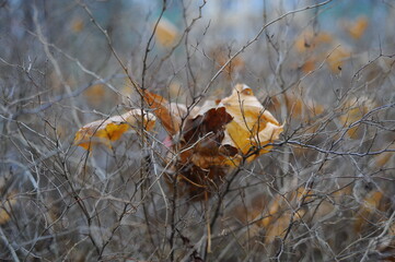 autumn leaves in the wind