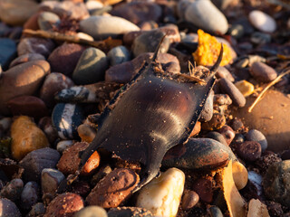 Egg case or Mermaids Purse washed ashore on a Devon beach. Laid by sharks and skates in nearby reefs the discarded leathery cases frequently wash up in the coastline