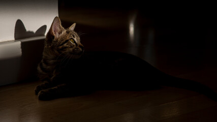 Gato sombras
