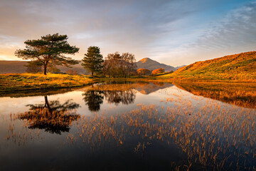 Perfect mirror reflection of trees and mountain in small lake/tarn near Coniston in the Lake District, UK. 