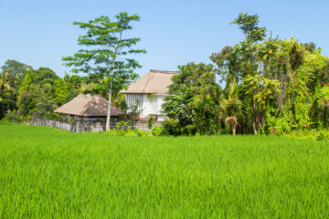 Rice fields of Bali