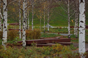 Birches in the city autumn park, Moscow.