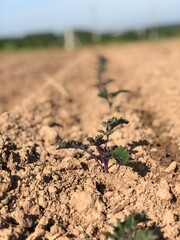 young red cabbage Kale outdoors