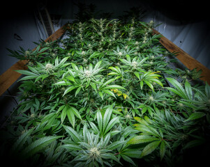 Cannabis indoor grow, flashlight view 