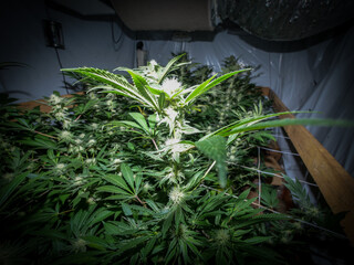 Cannabis indoor grow, flashlight view 