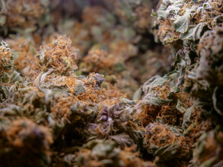 Dry cannabis buds, close up macro view