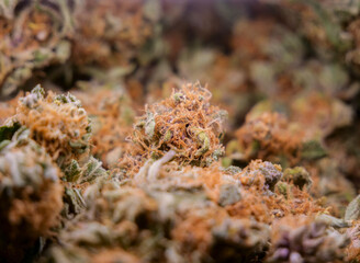 Dry cannabis buds, close up macro view