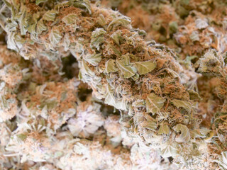 Dry cannabis buds
