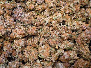 Dry cannabis buds background