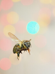 Abeja