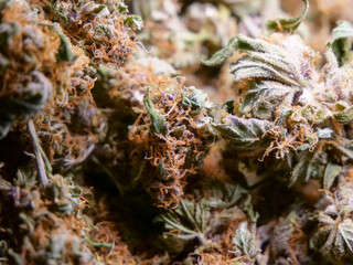 Dry cannabis buds