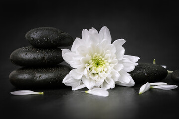 wet black spa stones with white flower and petals on dark background