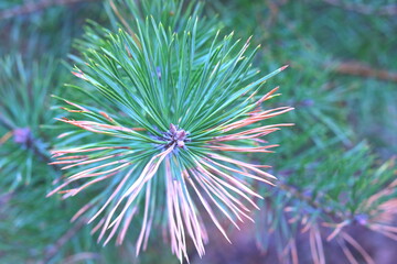Pine branch with sharp pine needles on background of other pine branches as Christmas background for New Year card with illusion of smell of pine
