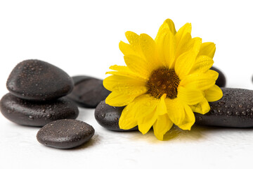 Fototapeta na wymiar yellow flower with wet black spa stones on white background