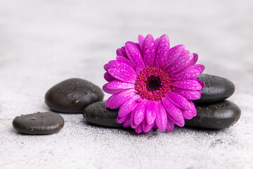 Fototapeta na wymiar black stones and purple flower on marble background. spa and wellness beauty treatment concept