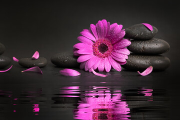 zen stones and pink flower with petals and water reflection on black background. spa and wellness