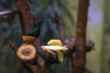 Asian glossy starling or Aplonis panayensis sitting on the branch of the tree.