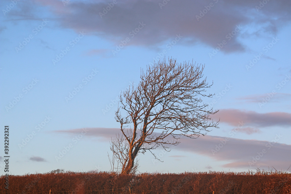 Poster tree in evening light in winter