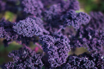 red cabbage Kale close - up on the open ground