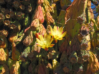 Thirsty blooming Prickly pear cacti with red ripe figs outside