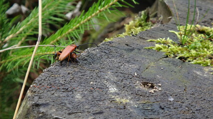 Stictoleptura rubra, the red-brown Longhorn Beetle, is a species of beetles belonging to the family Cerambycidae. Sitting on a tree with moss
