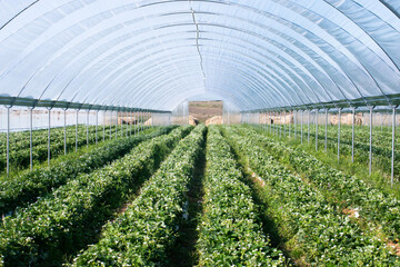 strawberries in flowers in the greenhouse