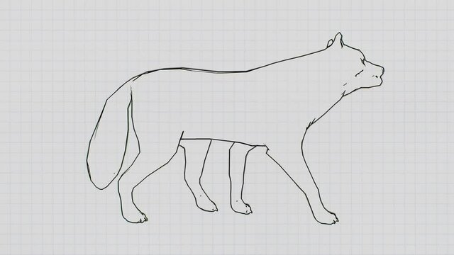 The drawn dog walks forward. Wolf walking on the notebook background. Animation on the paper background.