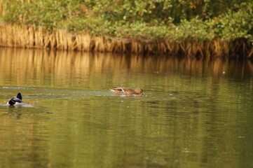 ducks on the lake