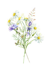 Watercolor bouquet of herbs, daisies and blue wild flowers