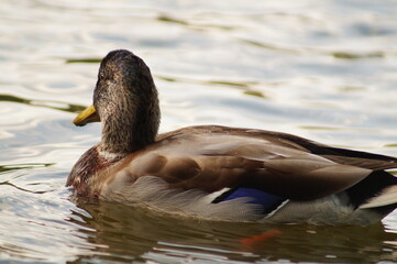 duck in the water