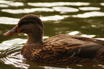 duck on the water