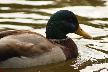 duck on a lake