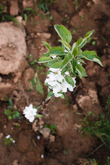 young Apple tree in flowers in the open ground