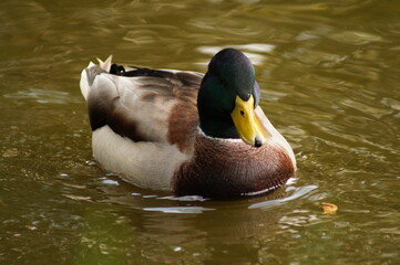 duck on the water