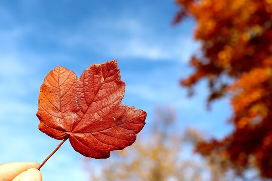 One women's hand holding red maple leaf with blurred natural autumn view background against nice blue and clouds sky during autumn in Pennabilli,Province of Rimini,Italy