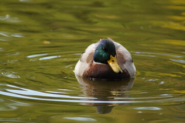 duck in the water