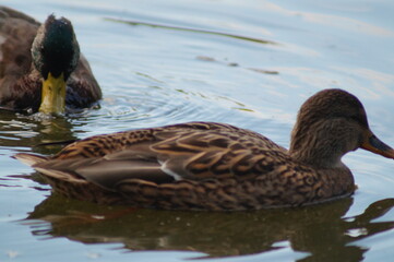 duck on the lake