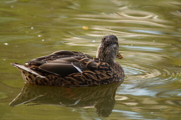 duck in the water