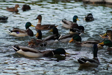 ducks