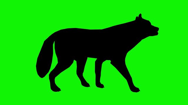 The dog silhouette walks forward. Wolf walking on the green background. Animation on the chroma key background.