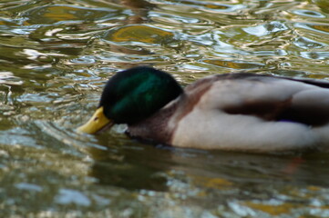 duck on the water