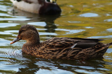 duck on the water