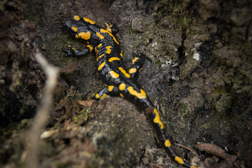 salamander on the rock