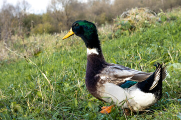 duck duck walking on the green grass