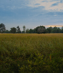 Fototapeta premium Yellow fields with green trees in the evening