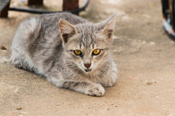 Various views of a tabby kitten