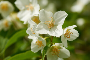 Obraz premium Europäischer Pfeifenstrauch (Philadelphus coronarius) 