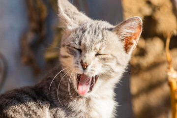Various views of a tabby kitten