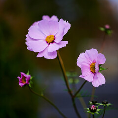 Macro shot of a pink tickseed flower (Coreopsis rosea) in the sunshine.